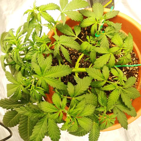 OG Kush Autoflowering growlog timeline photo