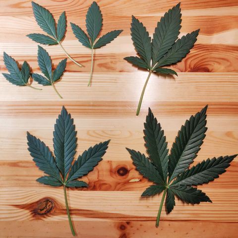 OG Kush Autoflowering growlog timeline photo