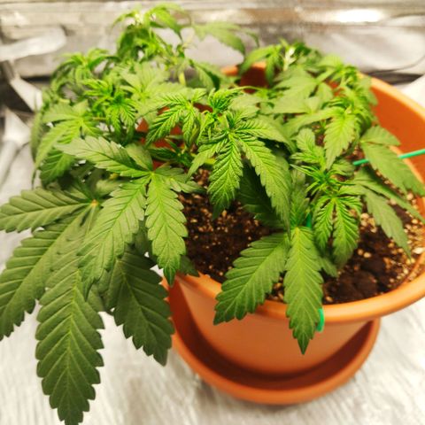 OG Kush Autoflowering growlog timeline photo