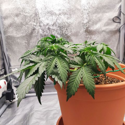 OG Kush Autoflowering growlog timeline photo