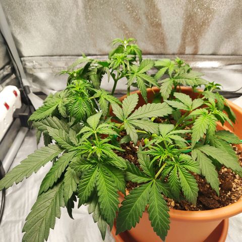 OG Kush Autoflowering growlog timeline photo