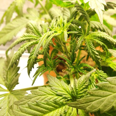 OG Kush Autoflowering growlog timeline photo