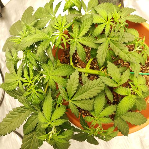 OG Kush Autoflowering growlog timeline photo