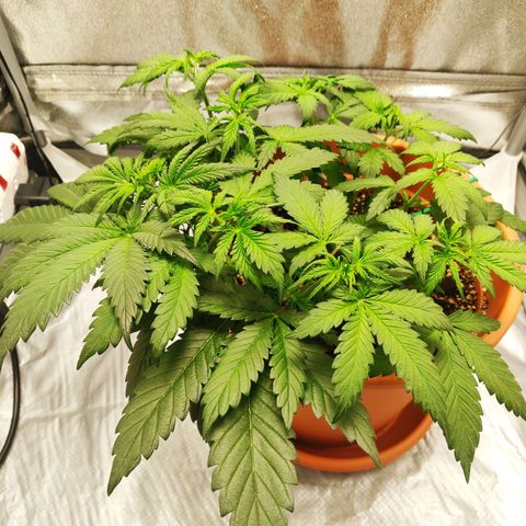OG Kush Autoflowering growlog timeline photo