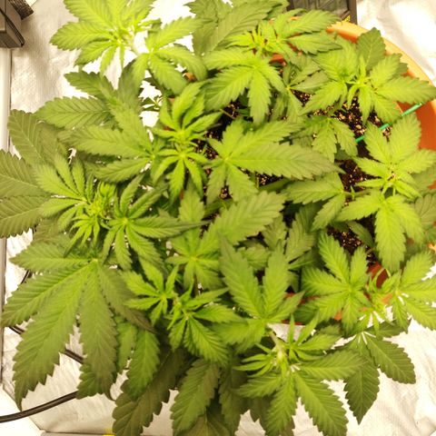 OG Kush Autoflowering growlog timeline photo