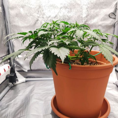 OG Kush Autoflowering growlog timeline photo