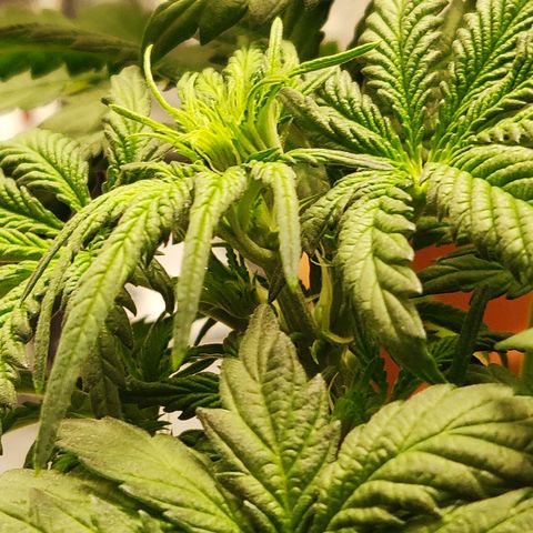 OG Kush Autoflowering growlog timeline photo