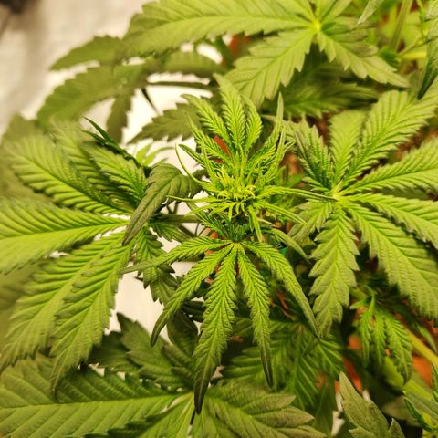 OG Kush Autoflowering growlog timeline photo