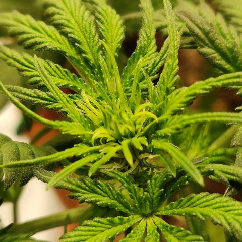 OG Kush Autoflowering growlog timeline photo
