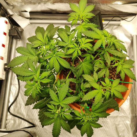 OG Kush Autoflowering growlog timeline photo