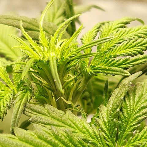 OG Kush Autoflowering growlog timeline photo