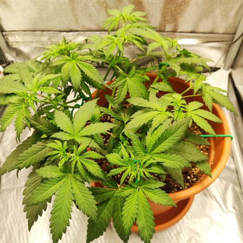 OG Kush Autoflowering growlog timeline photo