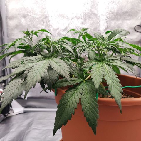 OG Kush Autoflowering growlog timeline photo