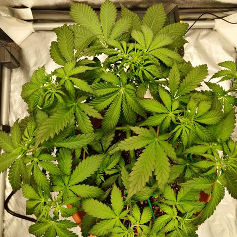 OG Kush Autoflowering growlog timeline photo