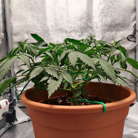 OG Kush Autoflowering growlog timeline photo