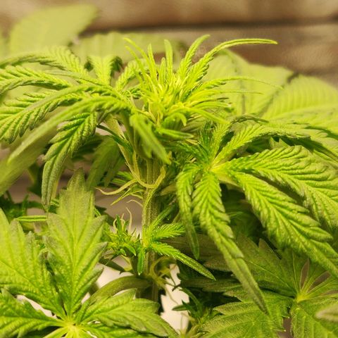 OG Kush Autoflowering growlog timeline photo