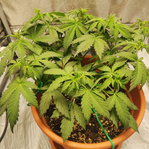 OG Kush Autoflowering growlog timeline photo