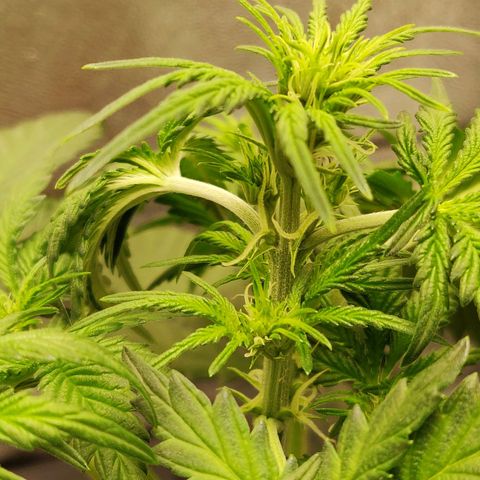 OG Kush Autoflowering growlog timeline photo