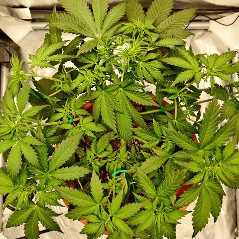 OG Kush Autoflowering growlog timeline photo