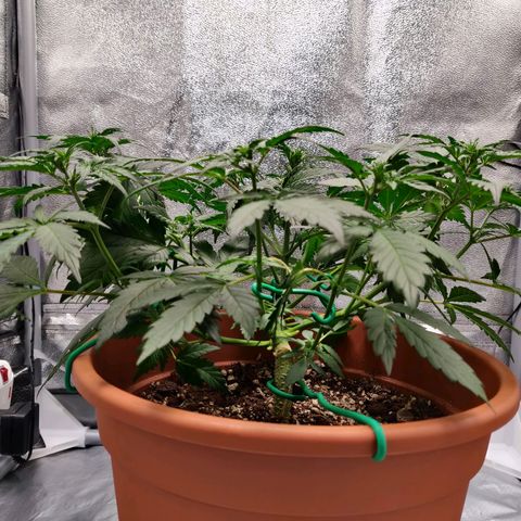 OG Kush Autoflowering growlog timeline photo