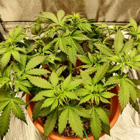 OG Kush Autoflowering growlog timeline photo