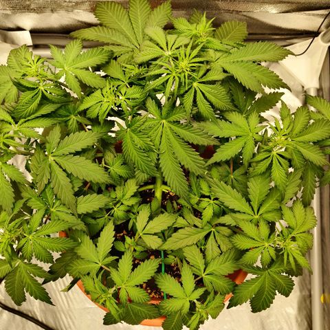 OG Kush Autoflowering growlog timeline photo