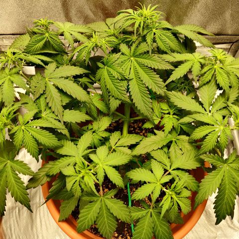 OG Kush Autoflowering growlog timeline photo