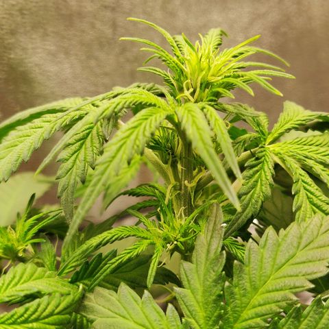 OG Kush Autoflowering growlog timeline photo
