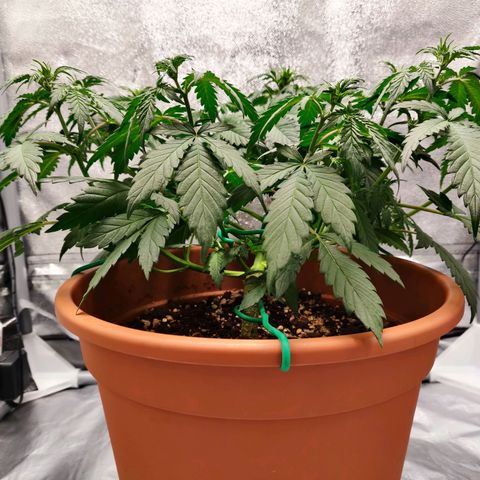 OG Kush Autoflowering growlog timeline photo