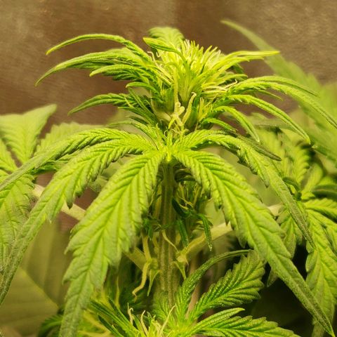 OG Kush Autoflowering growlog timeline photo