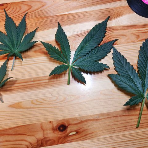 OG Kush Autoflowering growlog timeline photo
