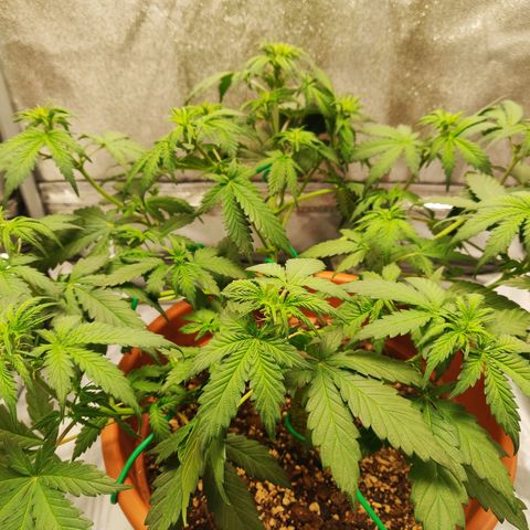 OG Kush Autoflowering growlog timeline photo