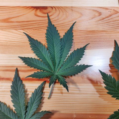 OG Kush Autoflowering growlog timeline photo