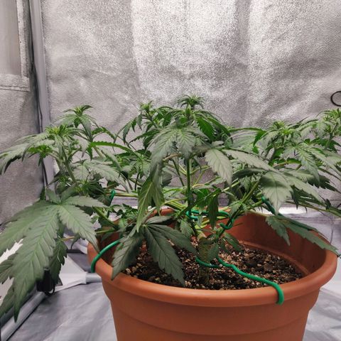 OG Kush Autoflowering growlog timeline photo