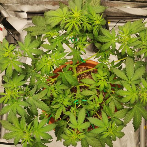 OG Kush Autoflowering growlog timeline photo