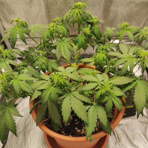 OG Kush Autoflowering growlog timeline photo