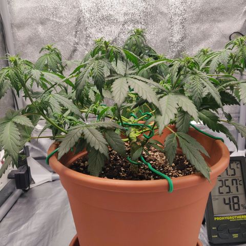 OG Kush Autoflowering growlog timeline photo