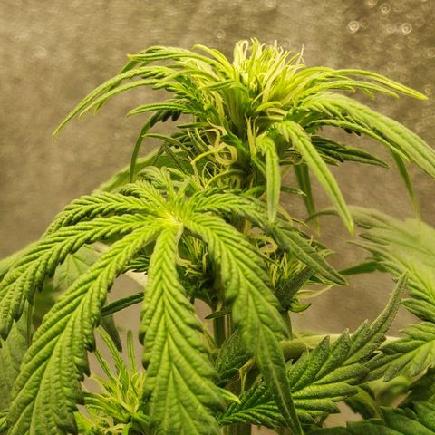 OG Kush Autoflowering growlog timeline photo