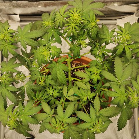 OG Kush Autoflowering growlog timeline photo