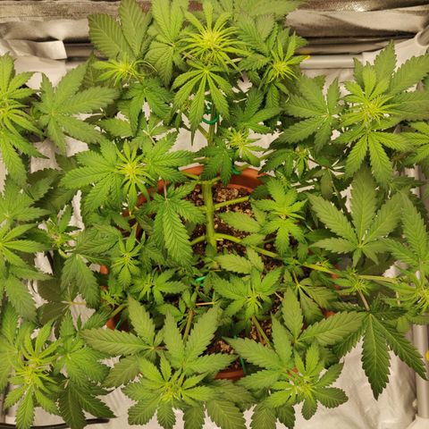 OG Kush Autoflowering growlog timeline photo