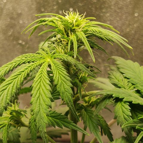 OG Kush Autoflowering growlog timeline photo