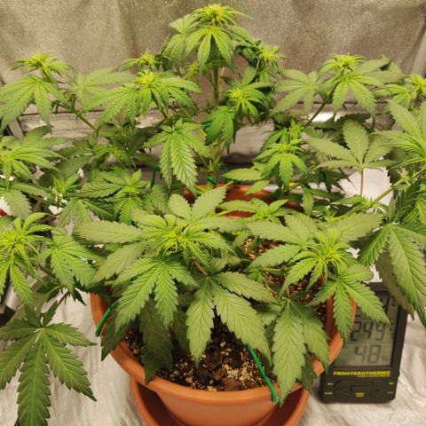 OG Kush Autoflowering growlog timeline photo