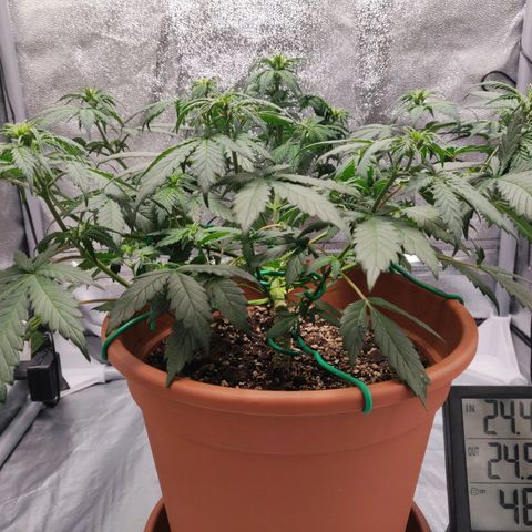 OG Kush Autoflowering growlog timeline photo