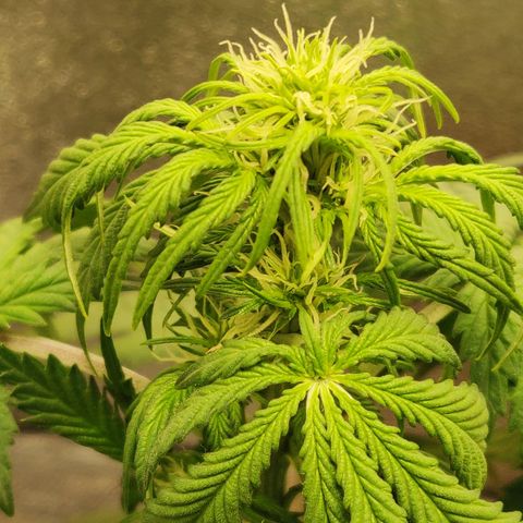 OG Kush Autoflowering growlog timeline photo