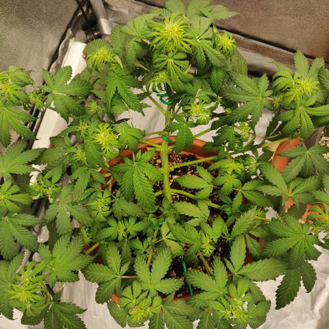 OG Kush Autoflowering growlog timeline photo