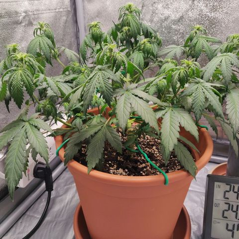 OG Kush Autoflowering growlog timeline photo