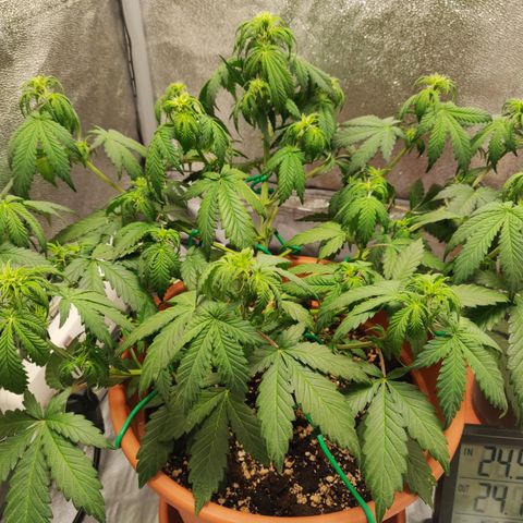 OG Kush Autoflowering growlog timeline photo
