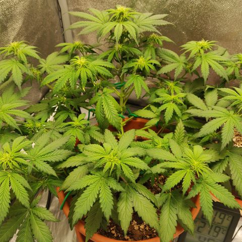 OG Kush Autoflowering growlog timeline photo