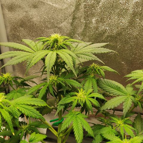 OG Kush Autoflowering growlog timeline photo
