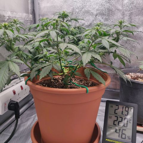 OG Kush Autoflowering growlog timeline photo
